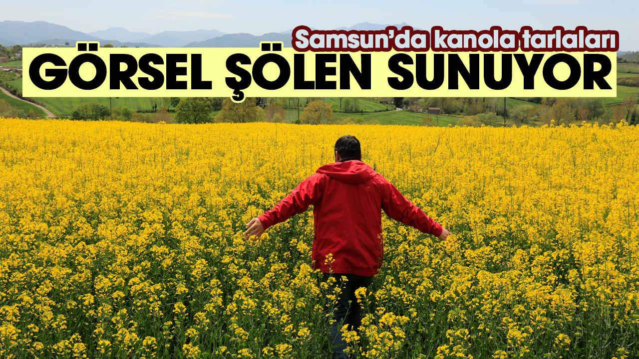 Samsun'da sarıya boyanan kanola tarlaları görsel şölen sunuyor