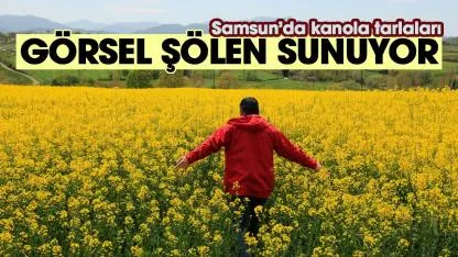 Samsun'da sarıya boyanan kanola tarlaları görsel şölen sunuyor