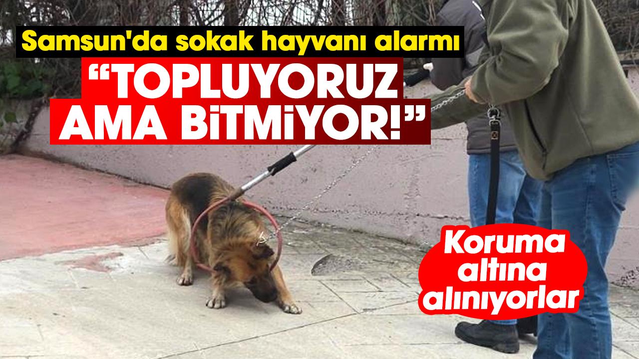 Samsun'da sokak hayvanı alarmı: Topluyoruz ama bitmiyor!