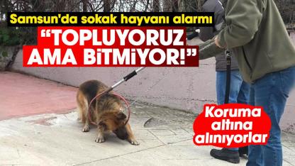 Samsun'da sokak hayvanı alarmı: Topluyoruz ama bitmiyor!