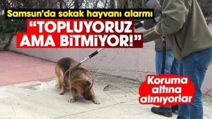 Samsun'da sokak hayvanı alarmı: Topluyoruz ama bitmiyor!