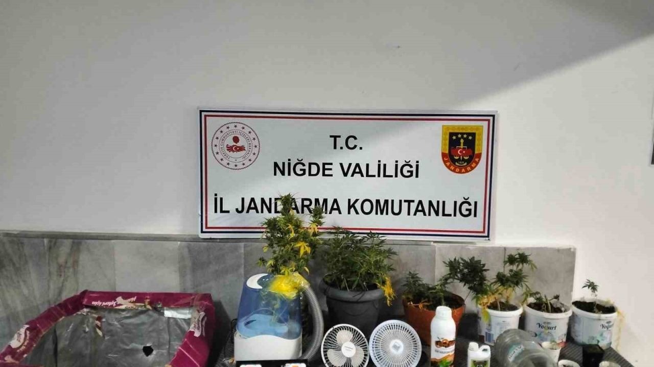 Yasadışı kenevir yetiştirenlere operasyon