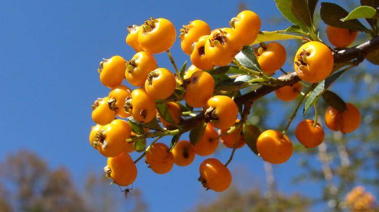 Yiyen 'gerçekten etkiliymiş' diyor! Sevmeyenler bile tüketmeye başladı