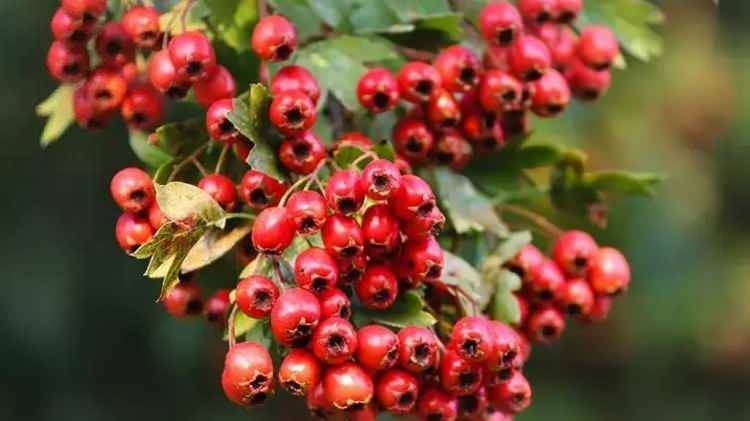 Yiyen 'gerçekten etkiliymiş' diyor! Sevmeyenler bile tüketmeye başladı