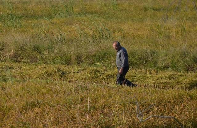 Samsun Bafra Ovası'nda çeltik hasadı yüzleri güldürüyor