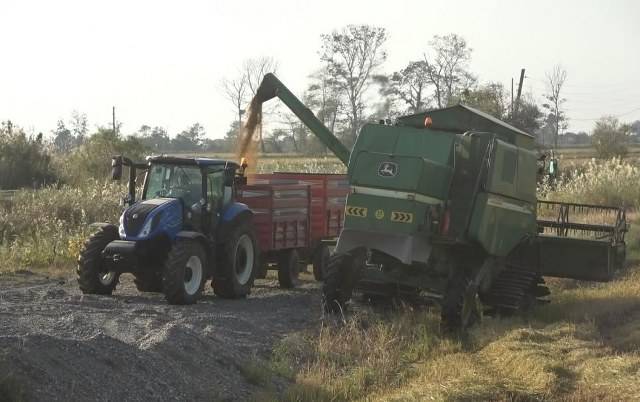Samsun Bafra Ovası'nda çeltik hasadı yüzleri güldürüyor