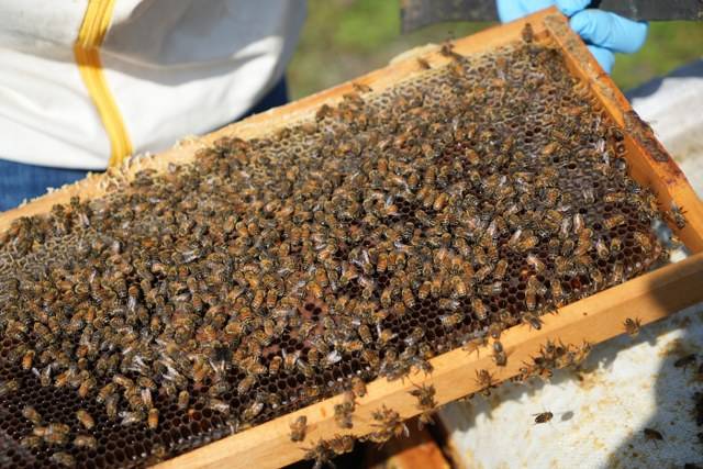 Samsun'da Komiser Savaş Koç, arıcılık için cihaz geliştirdi