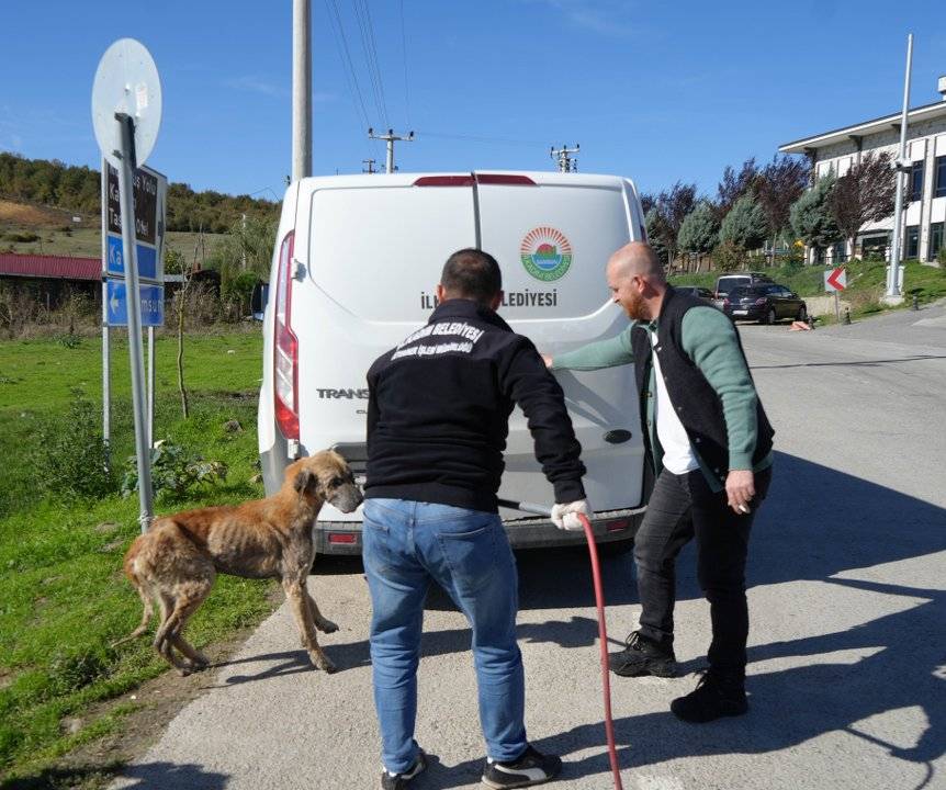 Samsun'da başıboş sokak köpekleri toplanarak barınağa götürüldü