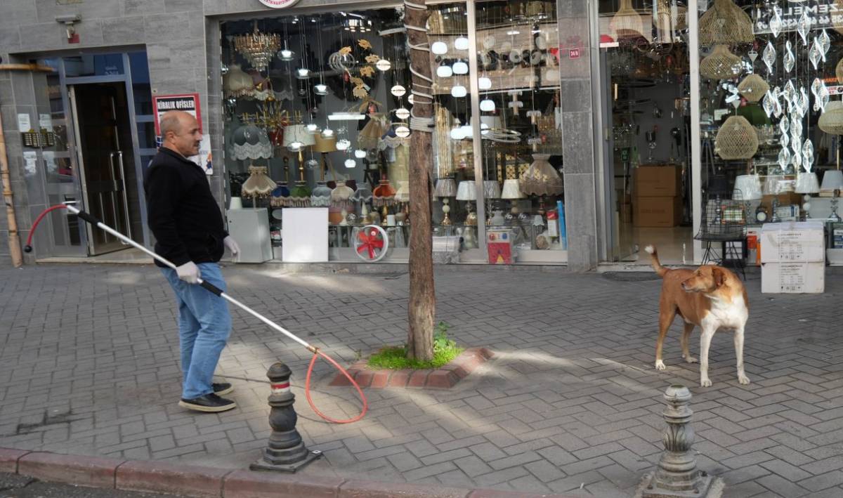 Samsun'da başıboş sokak köpekleri toplanarak barınağa götürüldü