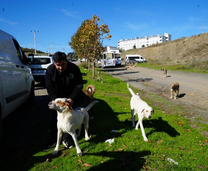 Samsun'da başıboş sokak köpekleri toplanarak barınağa götürüldü