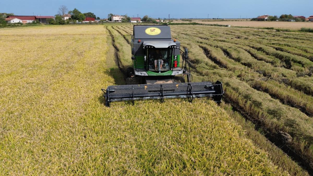 Bafra’da çeltik hasadı sürüyor