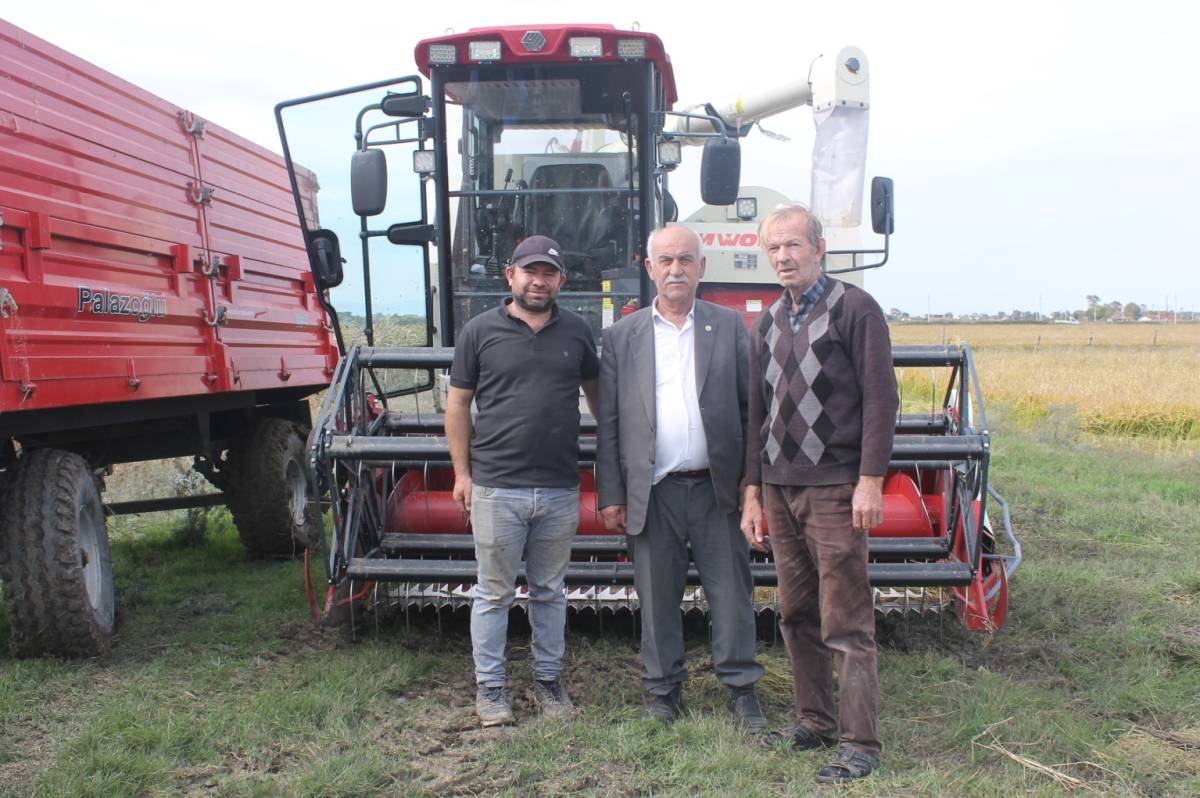 Bafra’da çeltik hasadı sürüyor