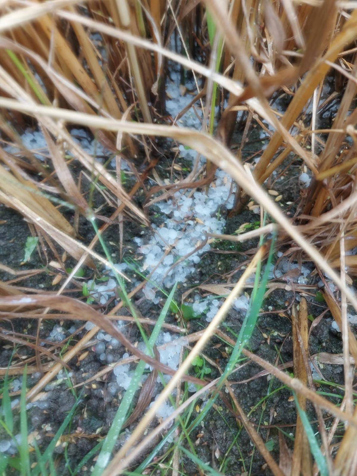 Samsun’da etkili olan dolu çiftçileri etkiledi