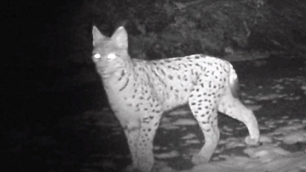 Samsunlu doğa tutkunları yaban hayatı kayıt altına alıyor