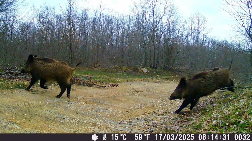 Samsunlu doğa tutkunları yaban hayatı kayıt altına alıyor