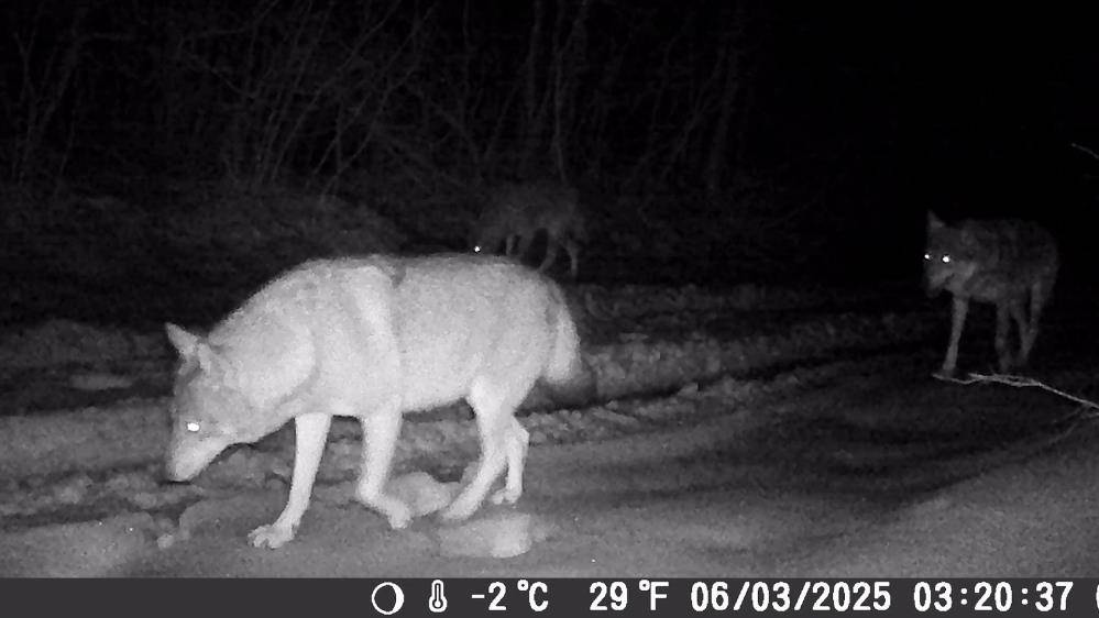 Samsunlu doğa tutkunları yaban hayatı kayıt altına alıyor