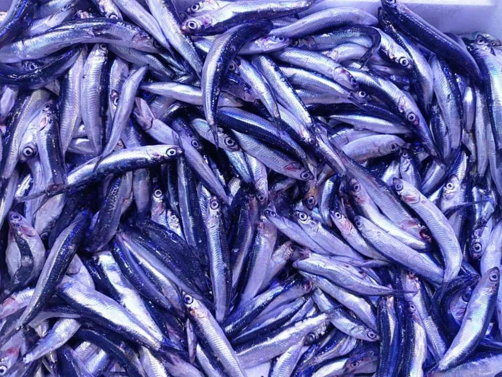 Samsun'da balıkçıların gözü Kasım ayında!