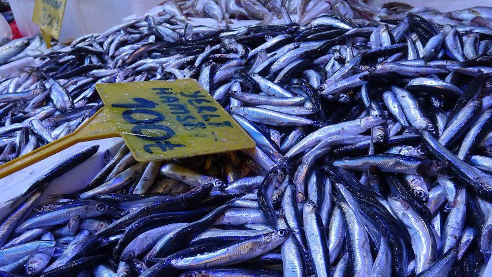 Samsun'da hamsinin kilosu düştü!