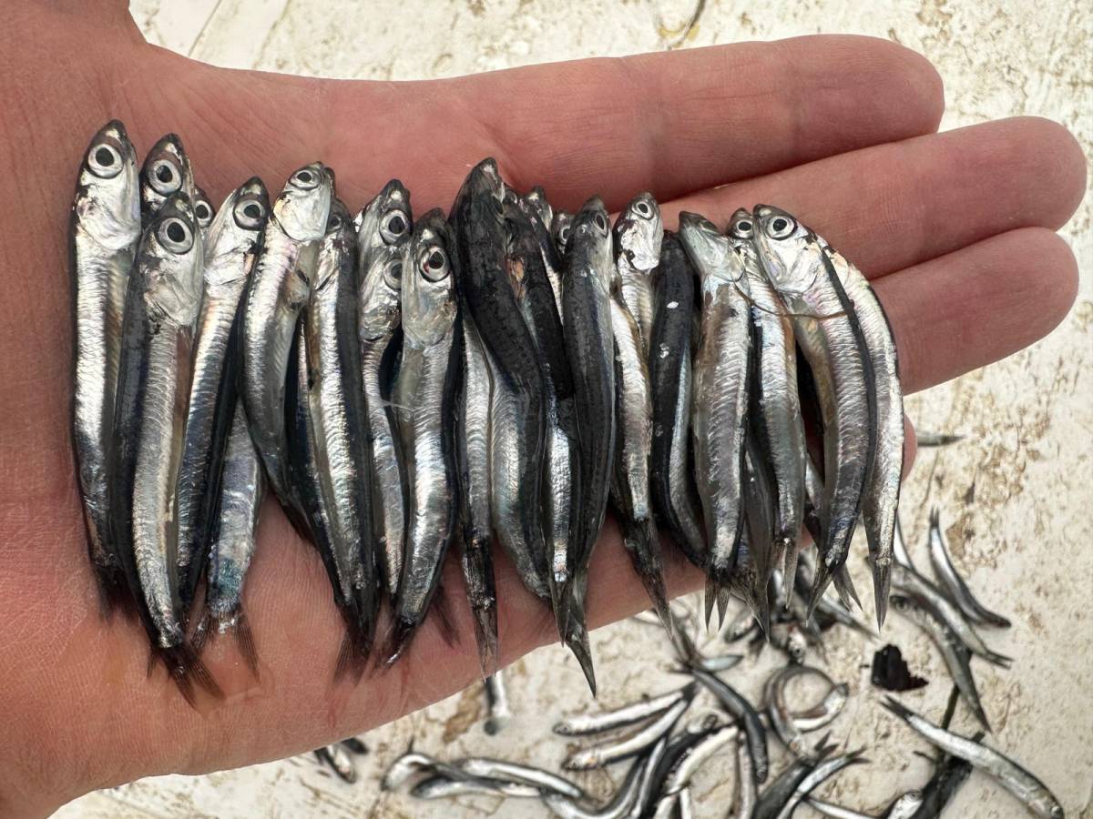 Hamsinin boyu neden küçük?