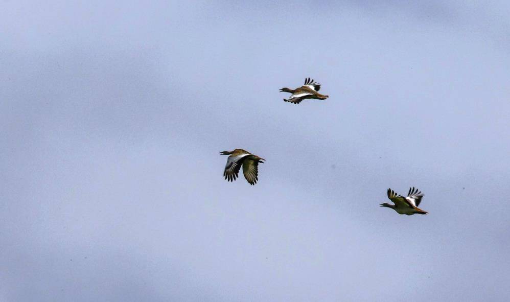 Samsun'da bin 200 hayvan doğaya salındı
