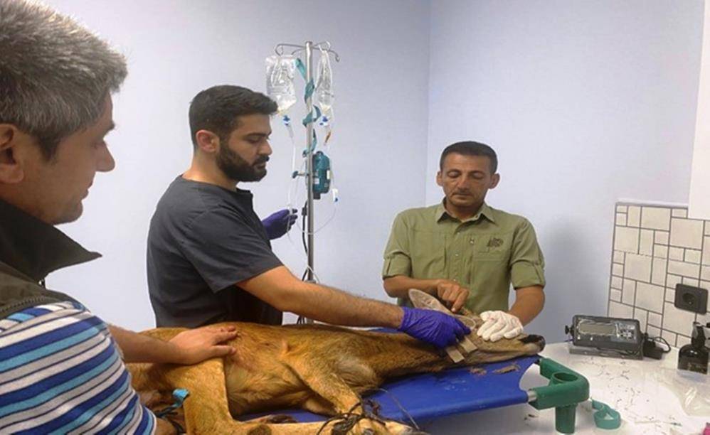 Samsun'da bin 200 hayvan doğaya salındı