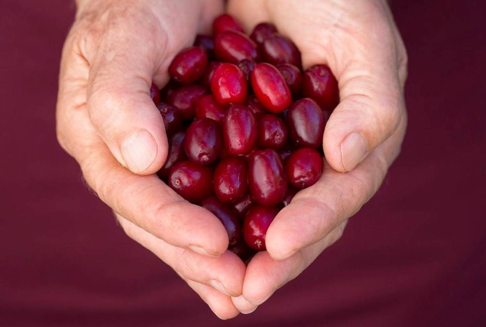 Karaciğer sağlığını destekleyen 6 en iyi besin