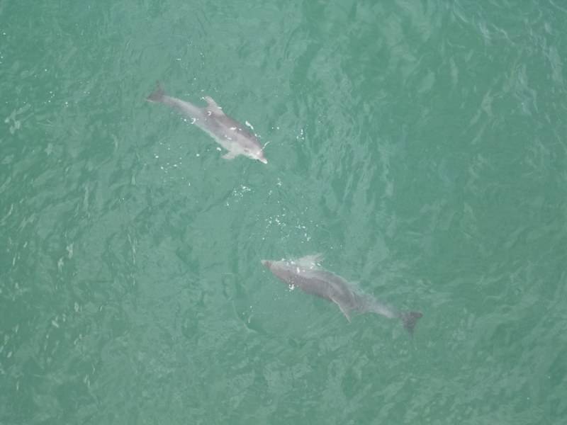 Karadeniz yunuslarla şenlendi