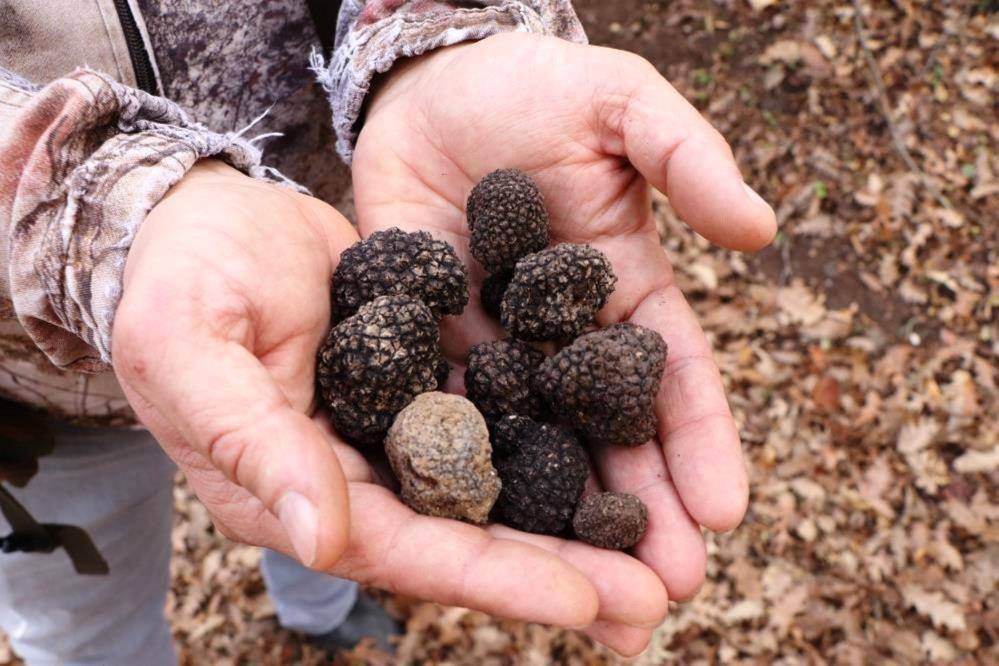 Samsun’da tıbbi bitkilerden 1,2 milyon gelir