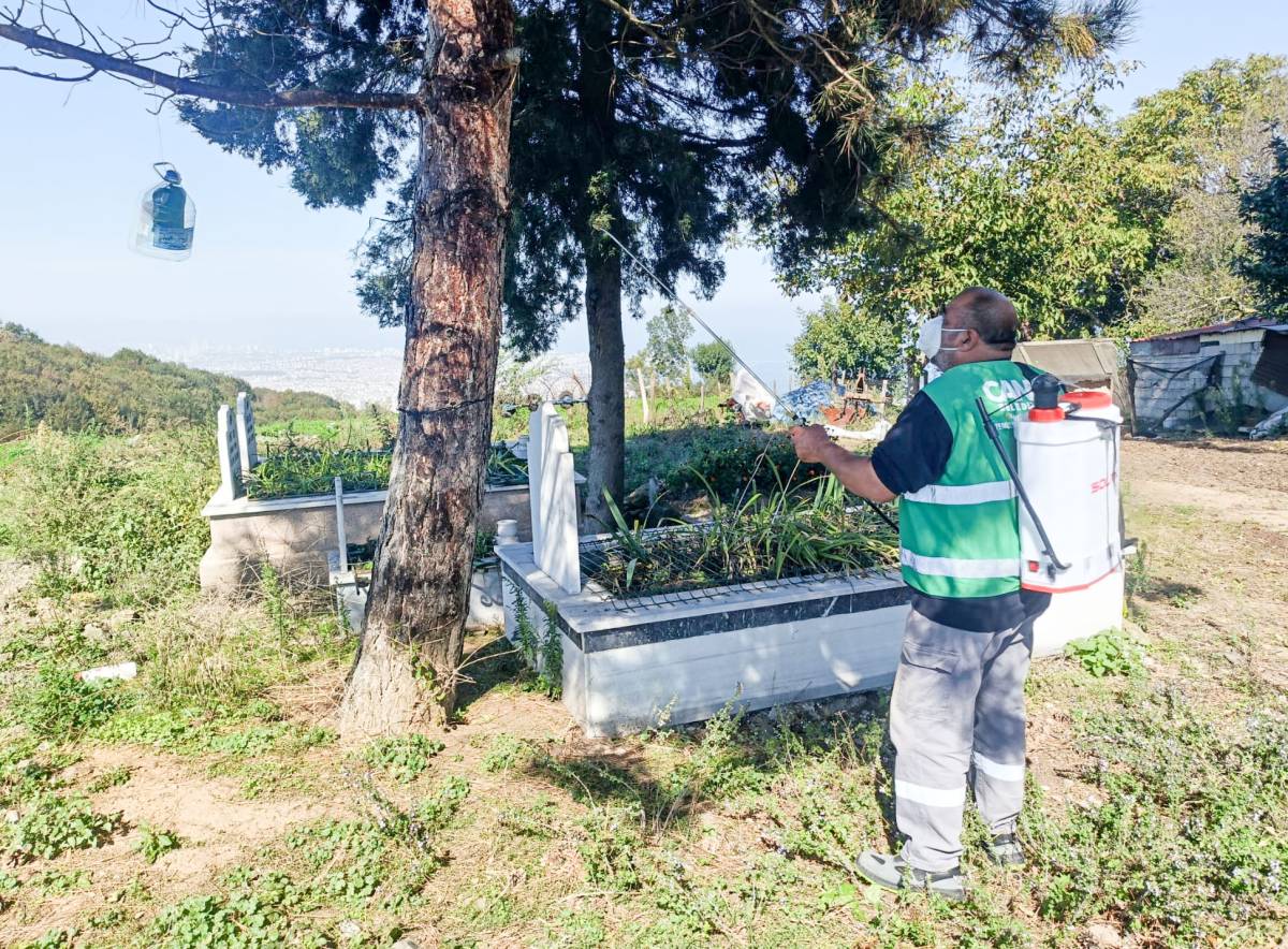 -Canik Belediyesi'nden Kokarca Böceğiyle Etkin Mücadele