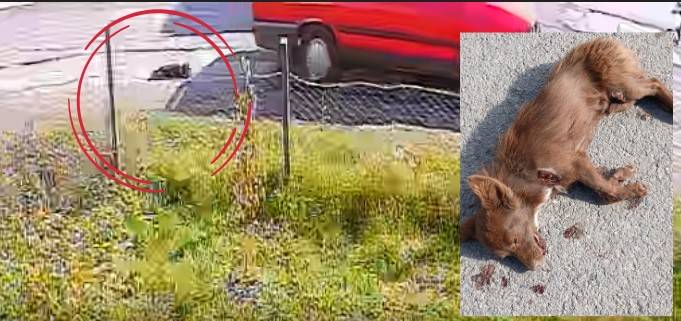 Samsun'da köpeği aracının arkasında sürükleyen sürücü gözaltına alındı