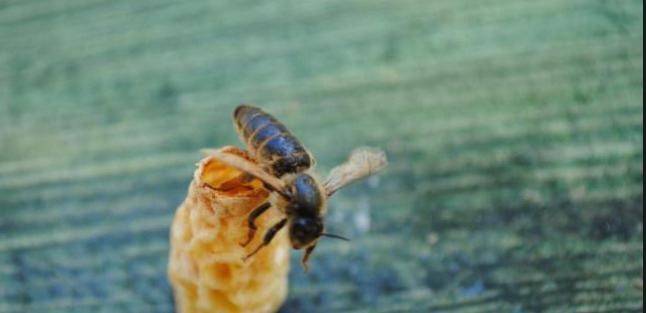 OMÜ'lü akademisyenlerden arıcılığa yenilikçi katkı: 'Ana Arı Üretim Aparatı'