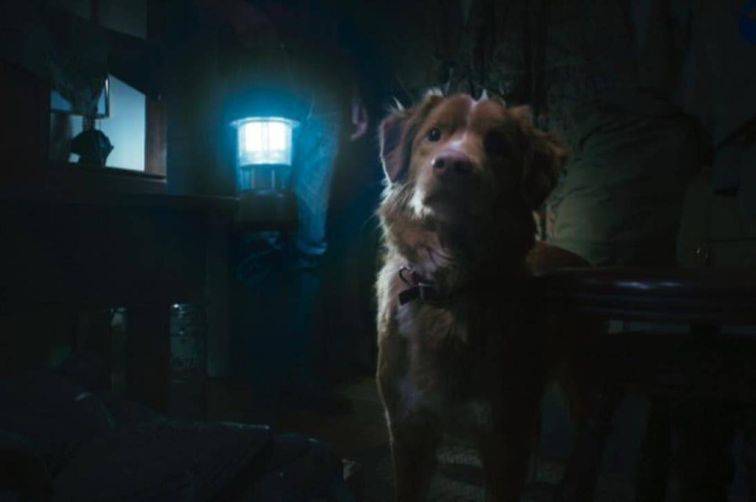 'Good Boy' filminin köpek yıldızı Oscar istiyor