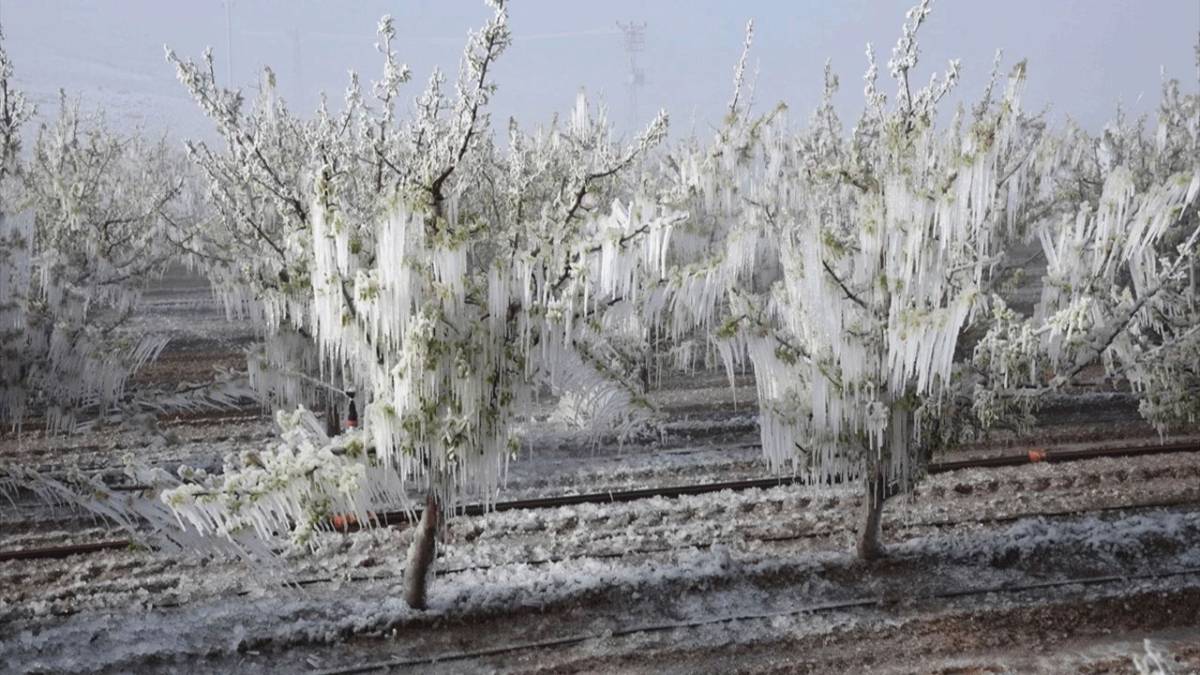 Zirai don destek ödemeleri başladı mı?