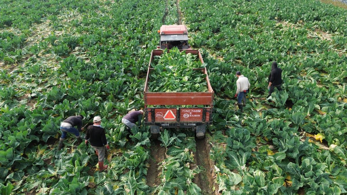 Samsun Bafra Ovası'nda karnabahar hasadı başladı