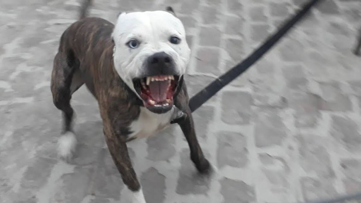 Ankara'da pitbull dehşet saçtı! 2 çocuğu yaraladı!