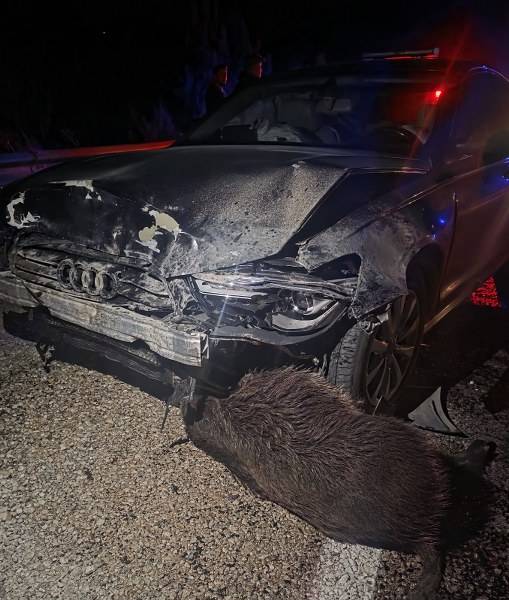 Belediye Başkanının makam aracı domuz sürüsüne çarptı