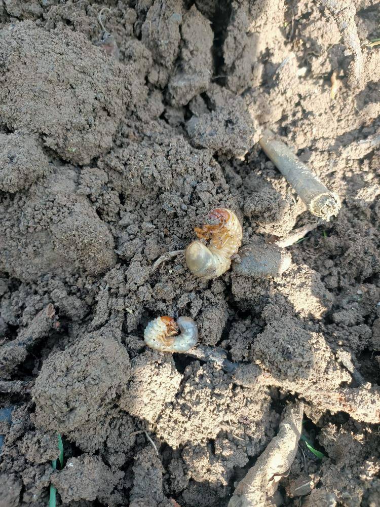 Samsun'un Çarşamba ilçesinde bahçe ve toprak analizi yapıldı