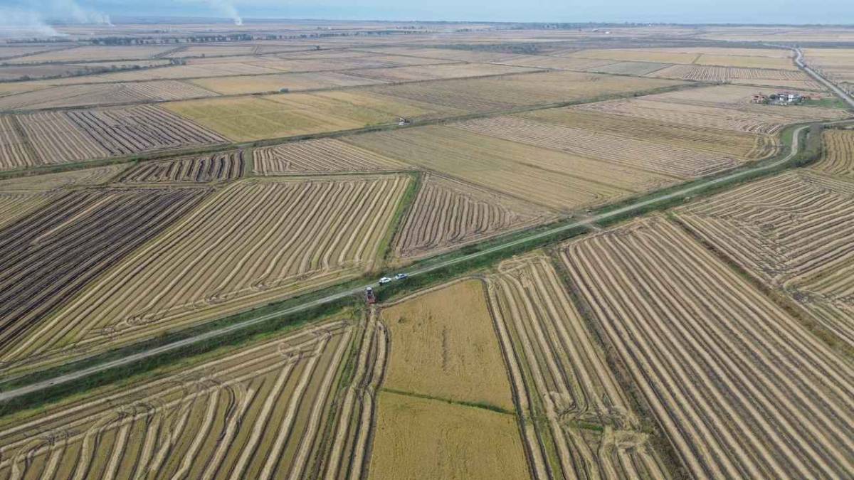 Samsun'da çeltik hasadında sona gelindi