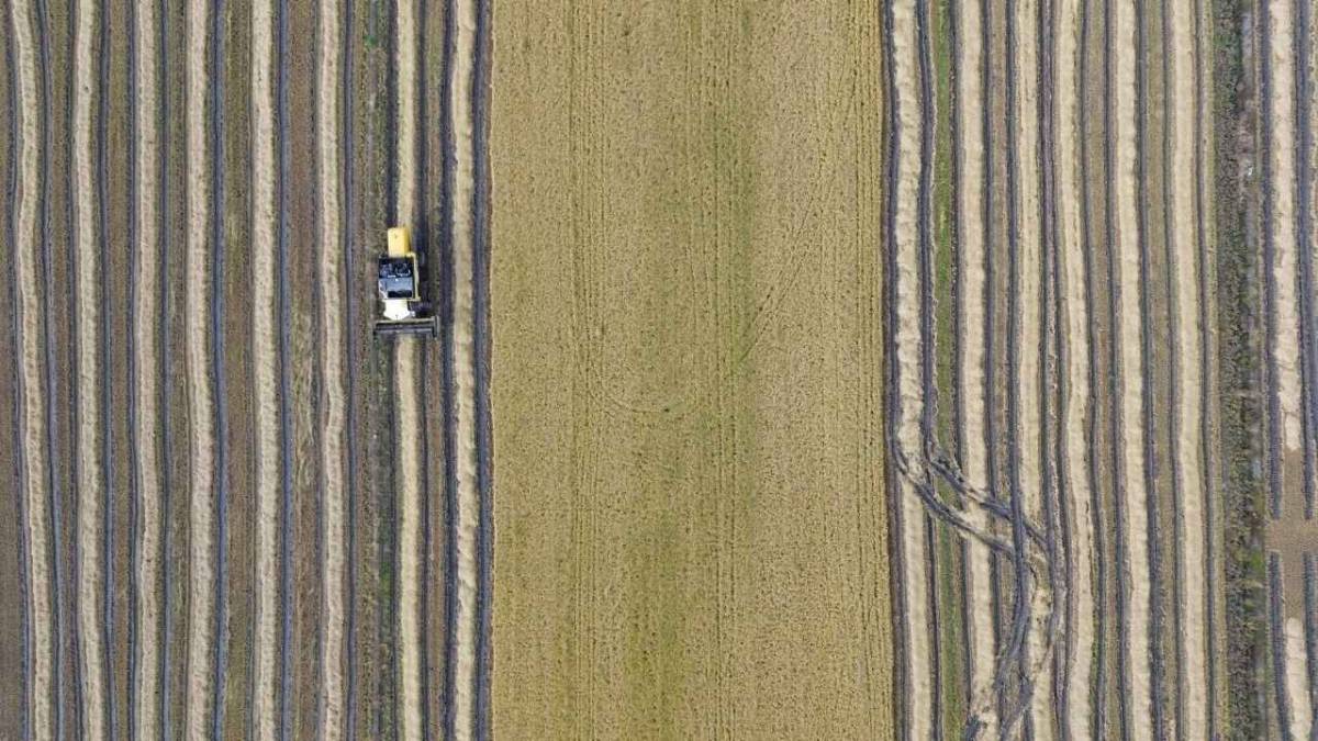 Samsun'da çeltik hasadında sona gelindi
