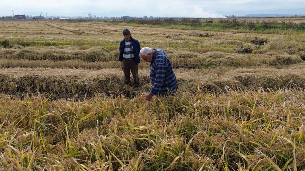 Samsun'da çeltik hasadında sona gelindi