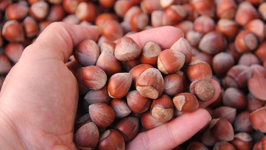 Fındık fiyatlarında rekor yükseliş! Fındık fiyatları hareketlendi tavan yapacak