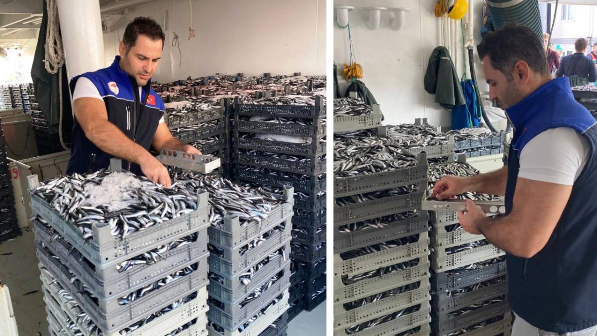 Samsun'da 2 milyon kiloya yakın hamsi denetlendi