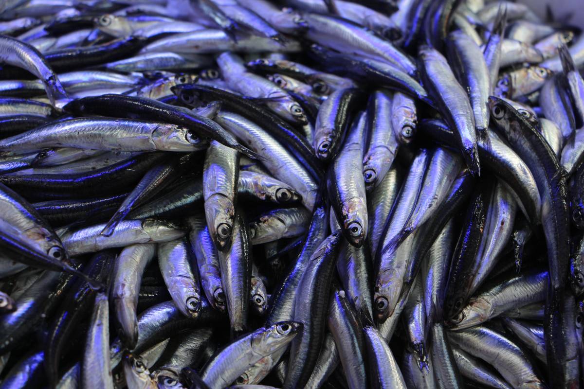 Samsun'da tezgahları hamsi ile doldu