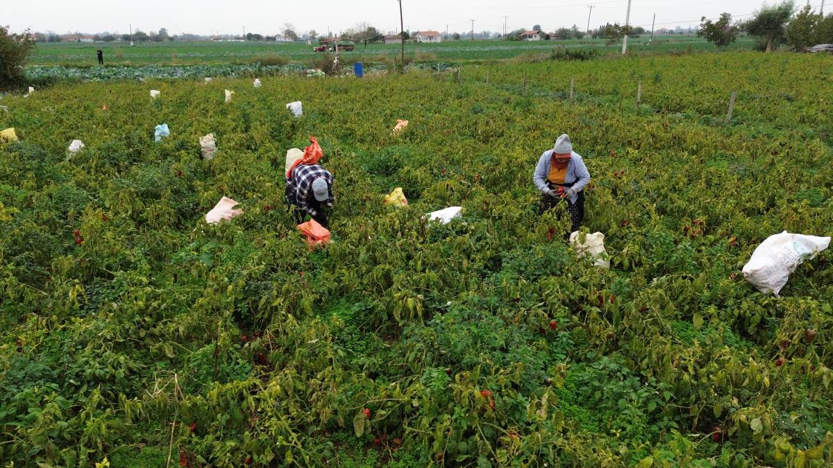 Bafra Ovası'nda kapya biber hasadı