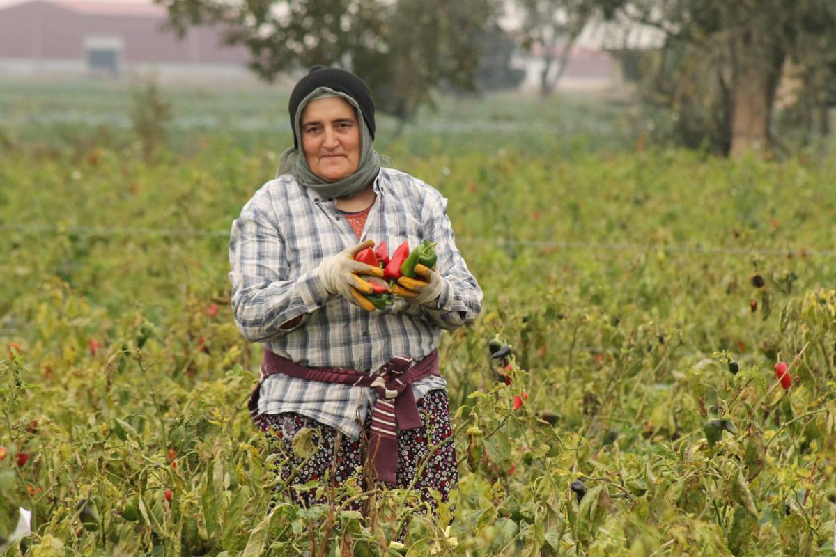 Bafra Ovası'nda kapya biber hasadı