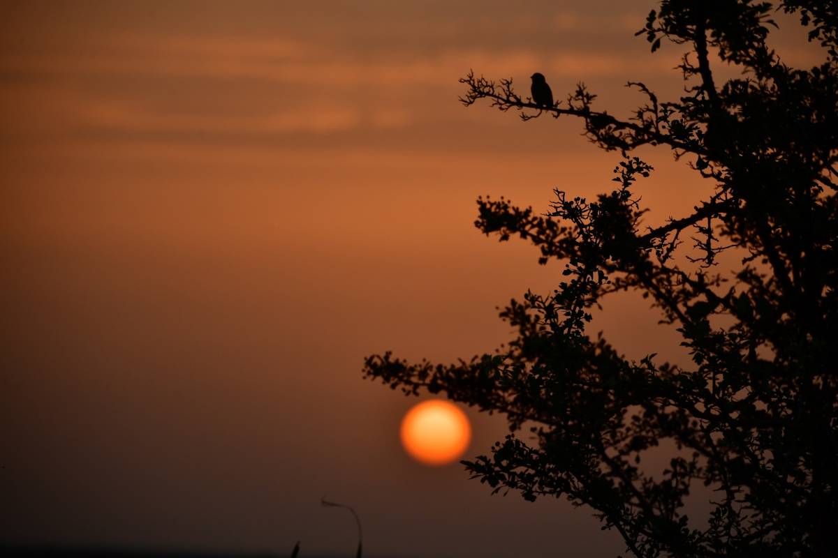 Samsun Kuş Cenneti'nde sonbahar güzellikleri