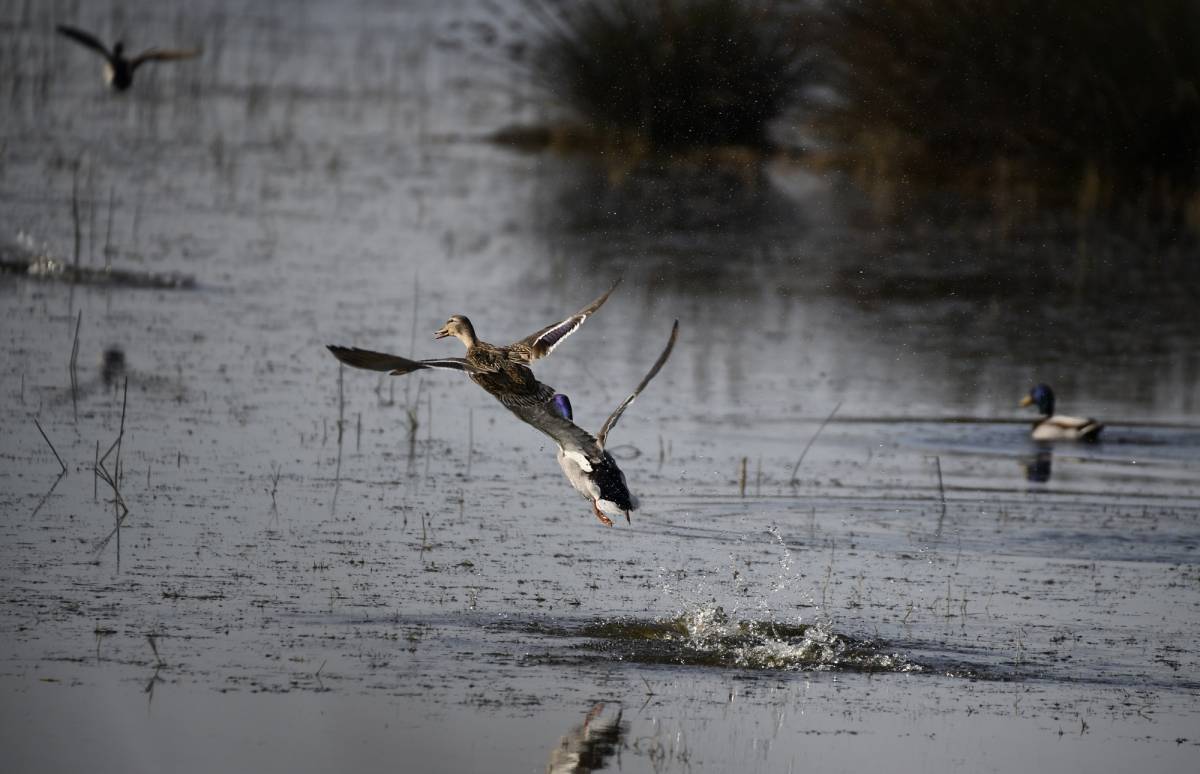 Samsun Kuş Cenneti'nde sonbahar güzellikleri