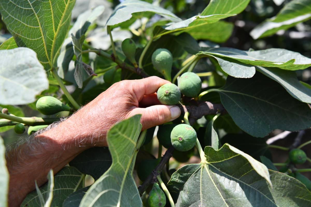 Samsun'da kırsan kalkınma güçleniyor