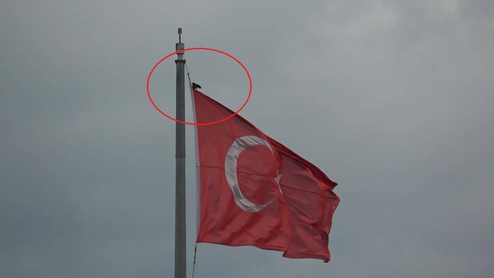 Samsun'da Karganın Türk bayrağı inadı