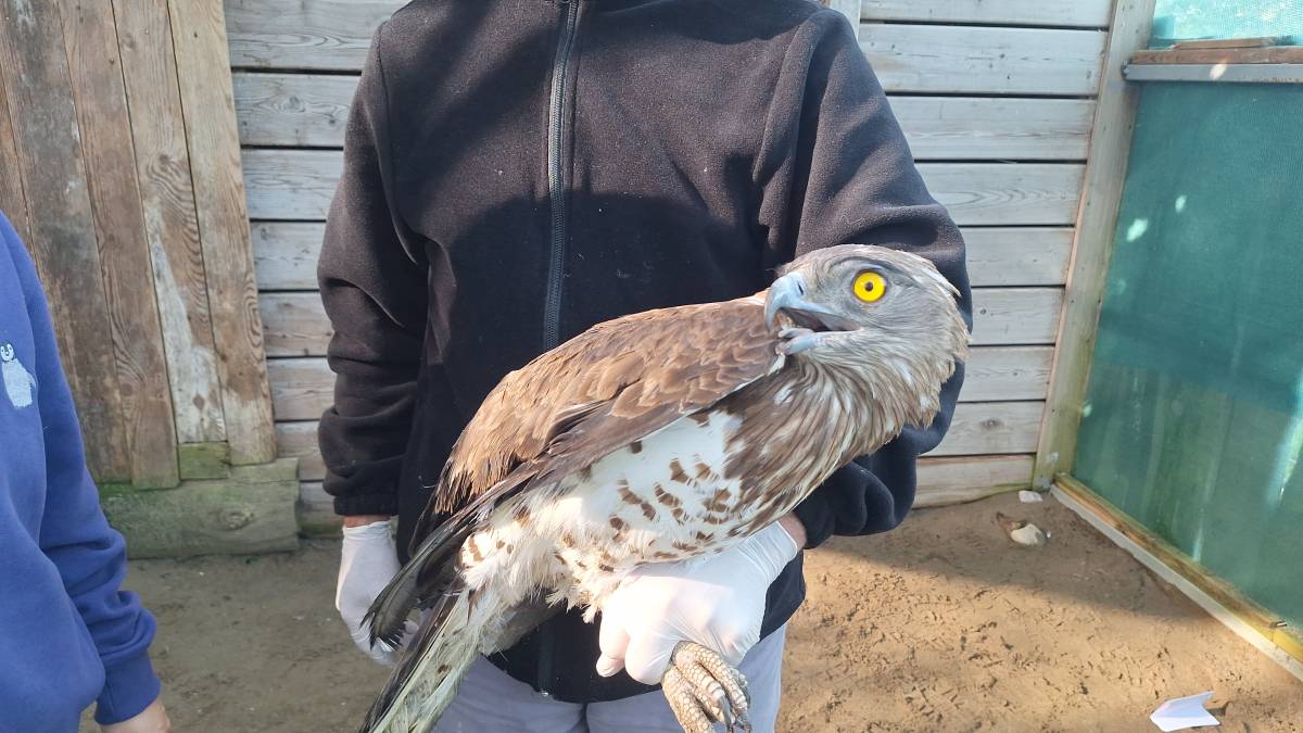 Yaralı yılan kartalı Samsun'da tedavi ediliyor